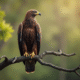 Aigle adulte élégant perché sur une branche en plein jour