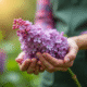 Mains de jardinier prenant un lilas en plein jour